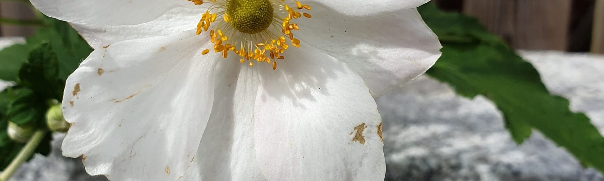 anemone hybrida honorine x jobert
